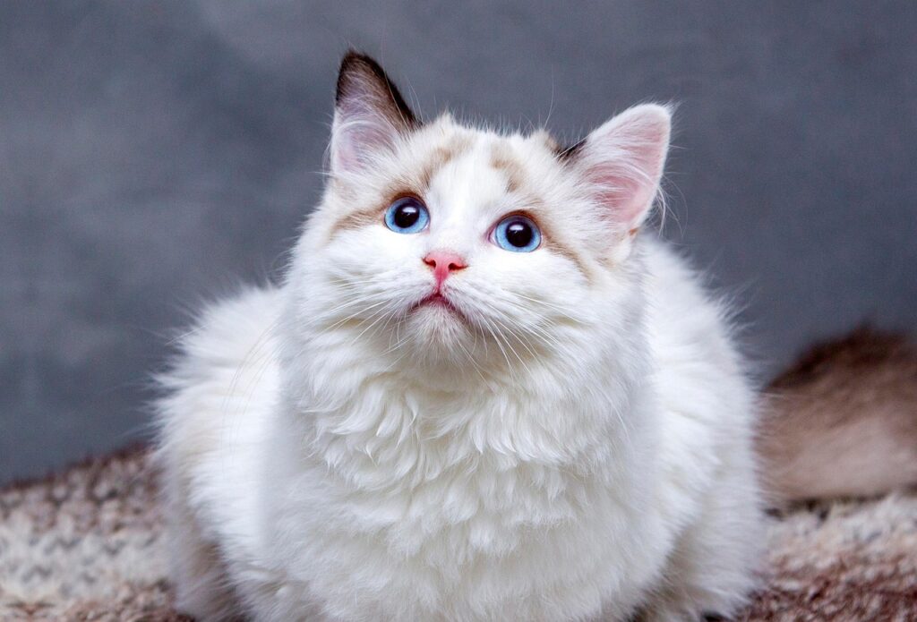 Gato-filhote-Dicas-simples-de-quem-ja-passou-por-isso-1024x695 Gato filhote: Dicas simples de quem já passou por isso