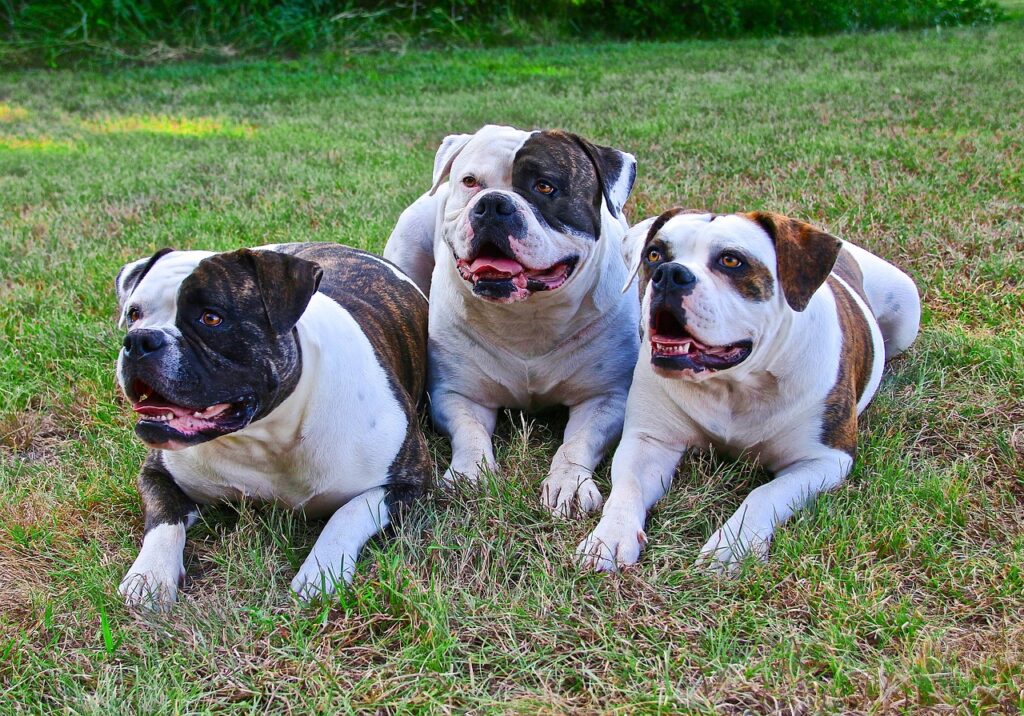 american-bulldogs-1504599_1280-1024x716 Dieta Natural para Cães: Guia Completo para Evitar a Obesidade