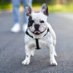 Bulldog Francês Saúde, Brincadeiras e Rotina para cãozinho Feliz.