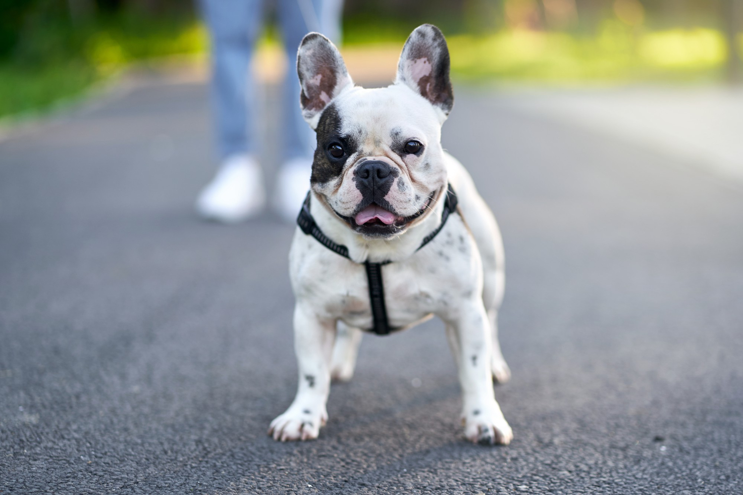 Bulldog Francês Saúde, Brincadeiras e Rotina para cãozinho Feliz.