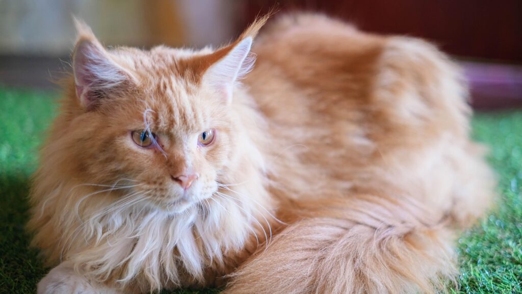 Gato-Maine-Coon-Conheca-a-Raca-Gigante-e-Carinhosa-1024x576 Gato Maine Coon: Conheça a Raça Gigante e Carinhosa.