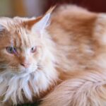 Gato Maine Coon Conheça a Raça Gigante e Carinhosa.