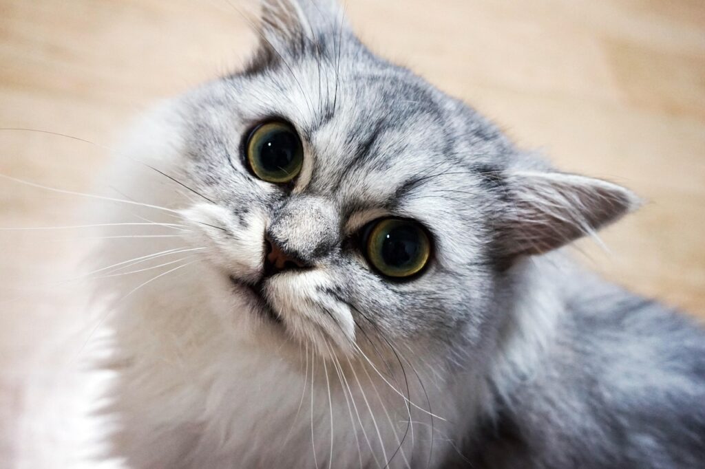 Gato-persa-filhote-como-foi-cuidar-da-pelagem-e-da-alimentacao-1024x682 Gato persa filhote: como foi cuidar da pelagem e da alimentação.