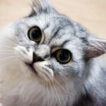 Gato persa filhote como foi cuidar da pelagem e da alimentação.