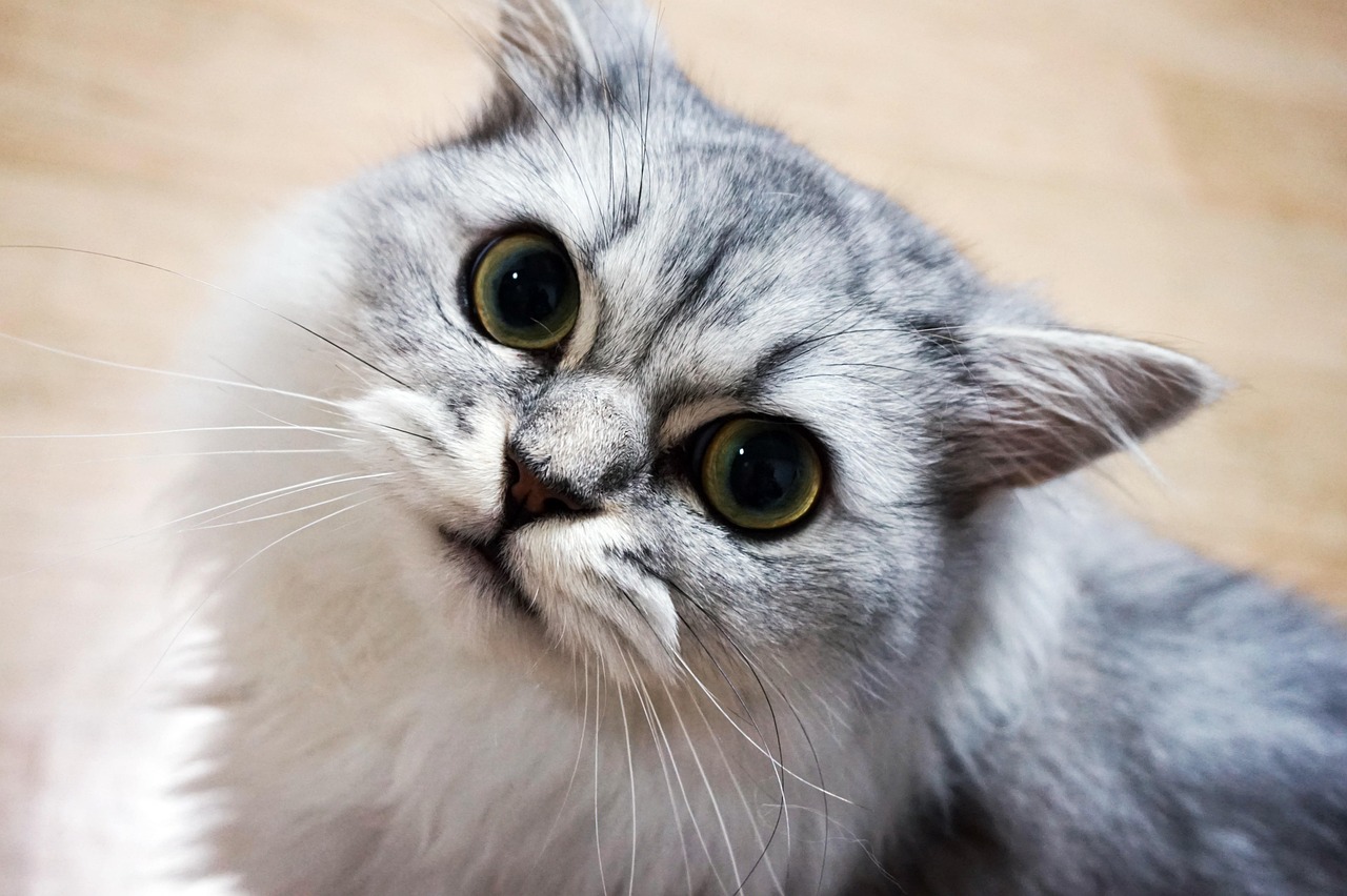 Gato persa filhote como foi cuidar da pelagem e da alimentação.