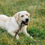 Labrador Filhote Como Criar um Cachorro Ativo, Sociável e Feliz.