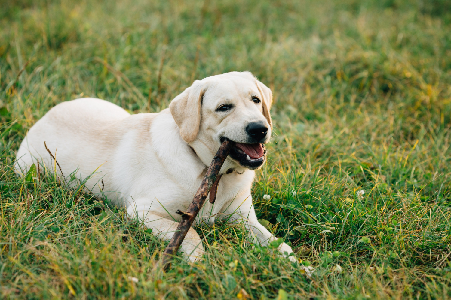 Labrador Filhote Como Criar um Cachorro Ativo, Sociável e Feliz.