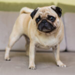 Pug Filhote Alimentação, Exercícios e Carinho.