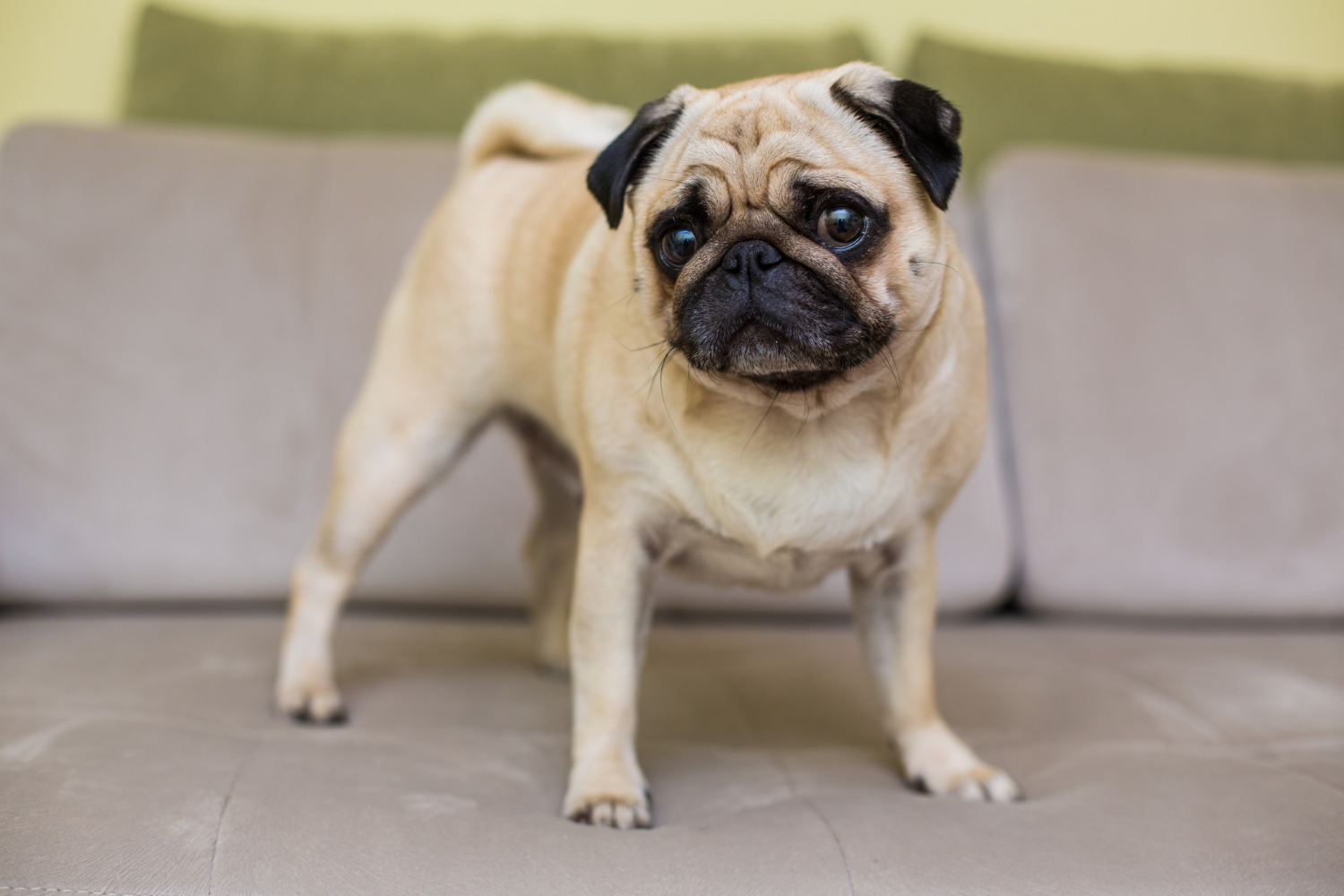 Pug Filhote Alimentação, Exercícios e Carinho.