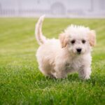 Raça de cachorro para apartamento conheça as melhores opções.