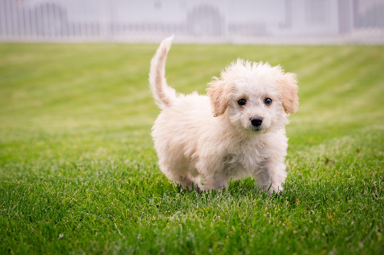 Raça de cachorro para apartamento conheça as melhores opções.