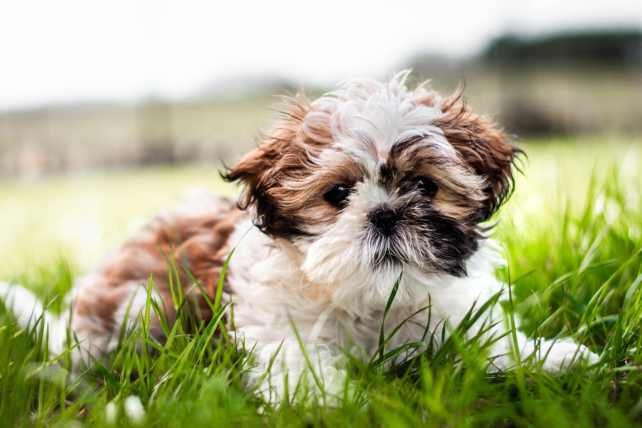 Shih Tzu Filhote Alimentação, Banho e Dicas para um Cãozinho.