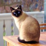 Siamês Filhote Guia Completo para Criar um Gato Feliz.