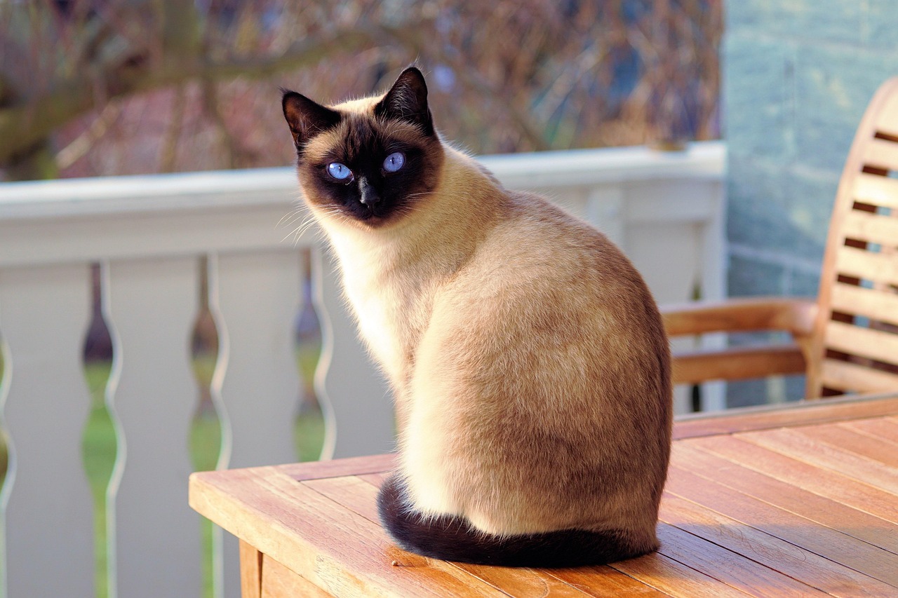 Siamês Filhote Guia Completo para Criar um Gato Feliz.