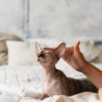 Sphynx Filhote: Higiene Especial para o Gato Sem Pelo.