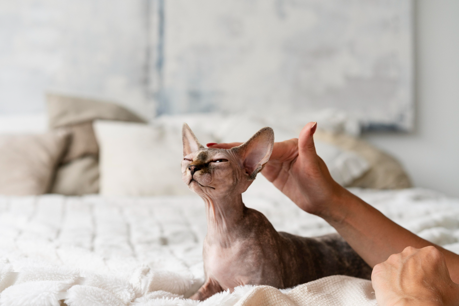Sphynx Filhote: Higiene Especial para o Gato Sem Pelo.
