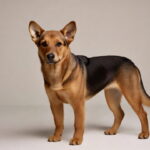 Cachorro inteiro de pé em fundo neutro, vira-lata caramelo e preto olhando para a frente, imagem realista para ilustrar escolha de nome para cachorro.