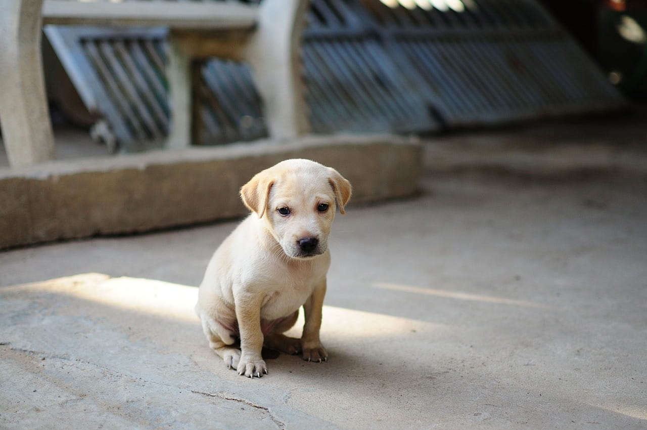 Fotografia em plano médio de um pequeno filhote de cachorro de 1 mês com pelagem curta de cor creme clara. O filhote está sentado em um chão de cimento, com uma expressão calma e olhos escuros. Ele tem orelhas caídas e um focinho pequeno e escuro. Ao fundo, há estruturas de madeira e uma luz solar suave que ilumina parte do filhote e do chão, criando um clima acolhedor.