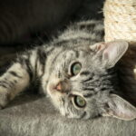 Fotografia em close de um gato filhote de pelagem cinza listrada (tabby) deitado de lado em uma superfície macia. O gatinho tem olhos verdes expressivos, nariz rosado e orelhas levememente pontiagudas. Ao fundo, à direita, há um arranhador de corda sisal clara. A iluminação é suave e lateral, destacando a textura do pelo e o olhar atento do filhote.