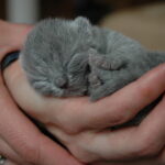 Filhote recém-nascido de British Shorthair cinza enrolado nas mãos de uma pessoa, dormindo com olhos fechados e patas recolhidas.
