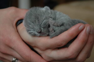 Filhote recém-nascido de British Shorthair cinza enrolado nas mãos de uma pessoa, dormindo com olhos fechados e patas recolhidas.