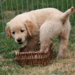 Filhote de Golden Retriever claro brincando ao ar livre no jardim, com as patinhas dentro de uma pequena cesta de vime, demonstrando curiosidade e a alegria típica de um Golden Retriever filhote.