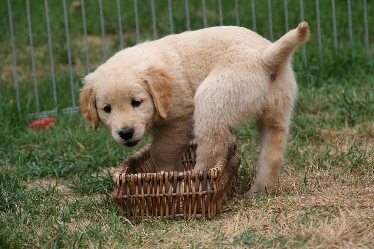 Filhote de Golden Retriever claro brincando ao ar livre no jardim, com as patinhas dentro de uma pequena cesta de vime, demonstrando curiosidade e a alegria típica de um Golden Retriever filhote.