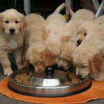 Grupo de filhotes de Golden Retriever loiros comendo ração de uma tigela no chão, em área externa com gaiola ao fundo.