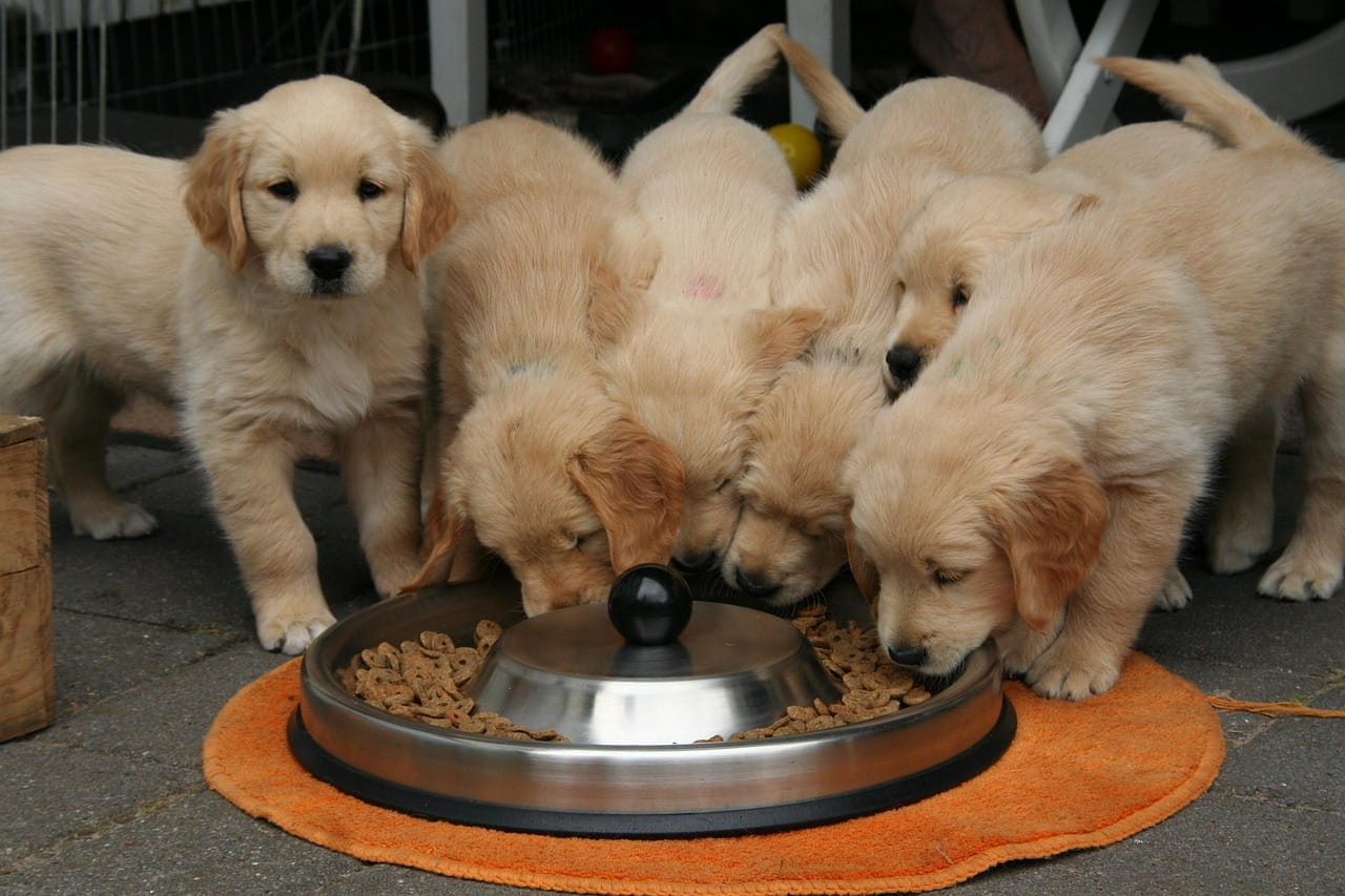 Grupo de filhotes de Golden Retriever loiros comendo ração de uma tigela no chão, em área externa com gaiola ao fundo.