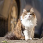 Gato Maine Coon tricolor de pelagem longa sentado ao ar livre, com porte grande, olhos dourados e expressão calma e majestosa, típico da raça gigante e carinhosa.
