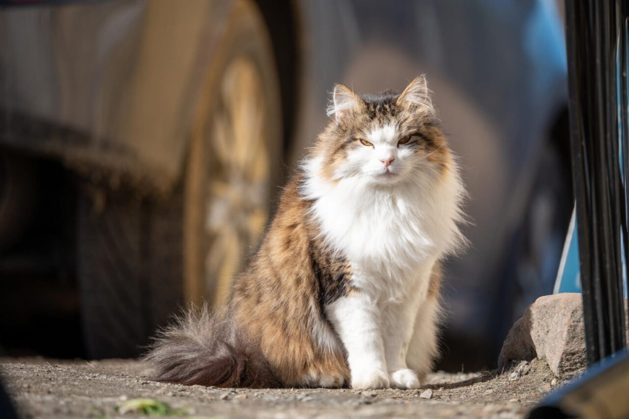 Gato Maine Coon tricolor de pelagem longa sentado ao ar livre, com porte grande, olhos dourados e expressão calma e majestosa, típico da raça gigante e carinhosa.