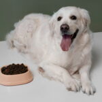 Cãozinho com expressão feliz diante de uma tigela transbordando de croquetes de ração premium