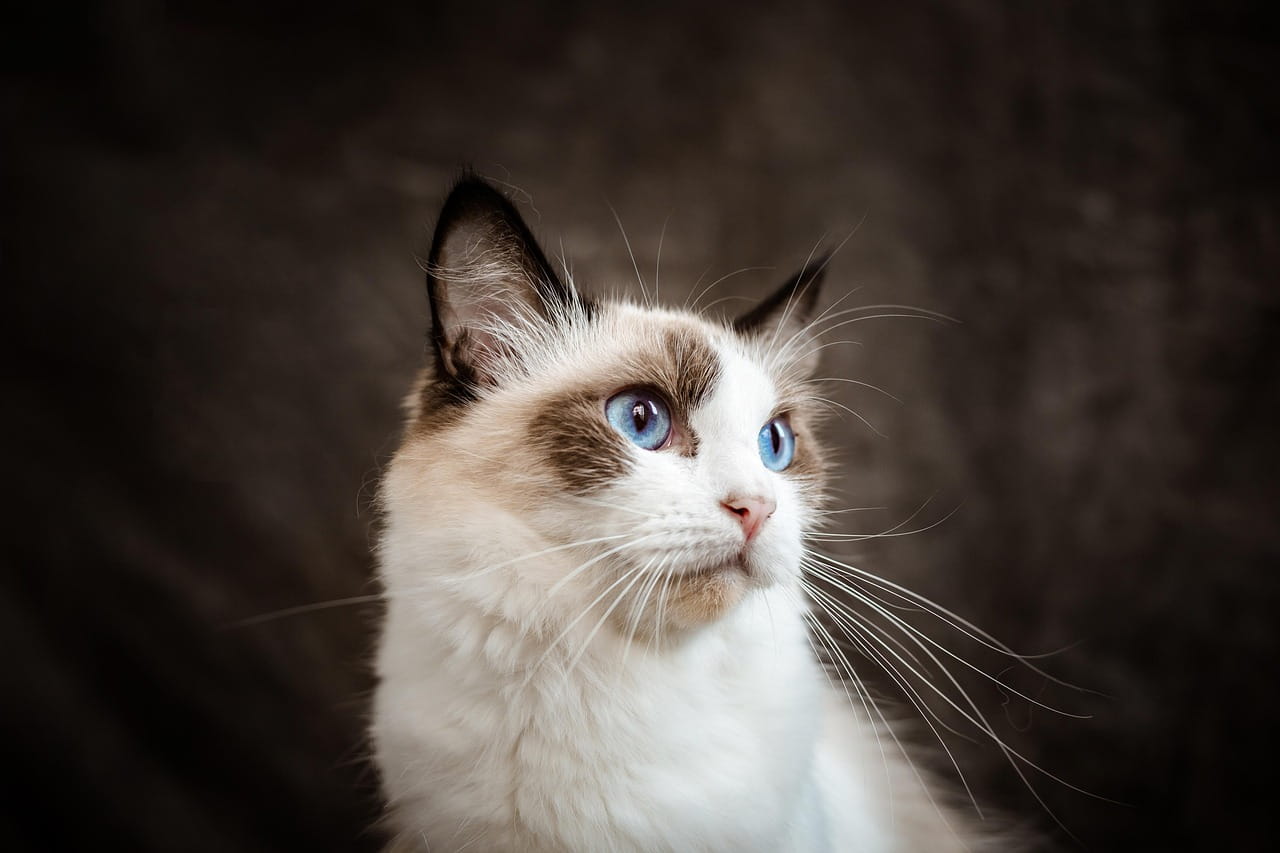 Filhote de Ragdoll com pelagem clara point, olhos azuis profundos e expressão serena e curiosa olhando para cima, em fundo escuro, destacando a personalidade tranquila, afetuosa e relaxada da raça, ideal para momentos de carinho e cuidados especiais em um ambiente calmo.