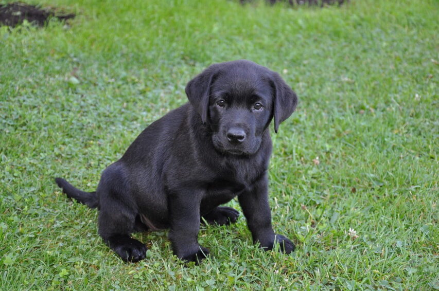 Olhar-de-futuro-aventureiro-filhote-Labrador-preto-pronto-pra-explorar-brincar-e-ser-o-mais-feliz-e-sociavel-853x566 Labrador Filhote: Como Criar um Cachorro Ativo, Sociável e Feliz.
