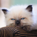 Filhote de gato Persa creme com pontos escuros, olhos azuis grandes e expressão fofa, deitado em sofá listrado marrom.