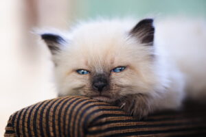 Filhote de gato Persa creme com pontos escuros, olhos azuis grandes e expressão fofa, deitado em sofá listrado marrom.