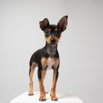 Filhote de Pinscher miniatura preto e castanho em pé sobre pedestal branco, orelhas grandes em pé, olhos expressivos e postura confiante.