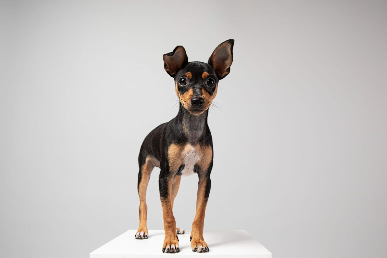 Filhote de Pinscher miniatura preto e castanho em pé sobre pedestal branco, orelhas grandes em pé, olhos expressivos e postura confiante.