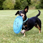 Filhote de Dachshund preto e castanho correndo no gramado com frisbee azul na boca, orelhas grandes voando e expressão animada.