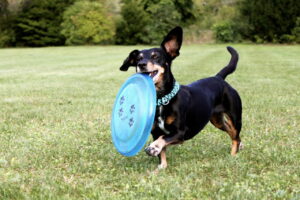 Filhote de Dachshund preto e castanho correndo no gramado com frisbee azul na boca, orelhas grandes voando e expressão animada.