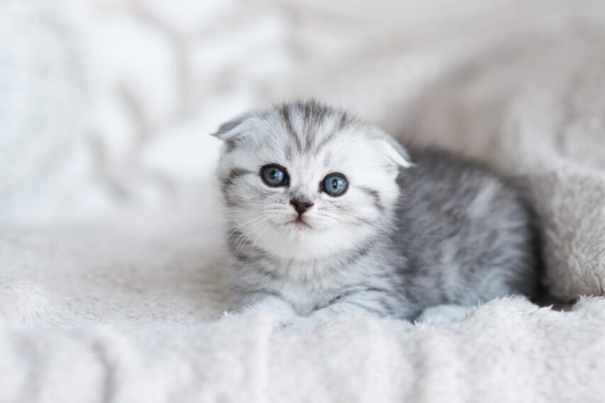 Scottish-Fold-filhote-orelhinhas-dobradas-e-muito-mimo-853x569 Gato persa filhote: Como foi cuidar da pelagem e da alimentação.