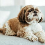 Filhote de Shih Tzu marrom e branco deitado no sofá cinza, com pelagem longa e ondulada, olhos grandes e expressão serena e adorável.