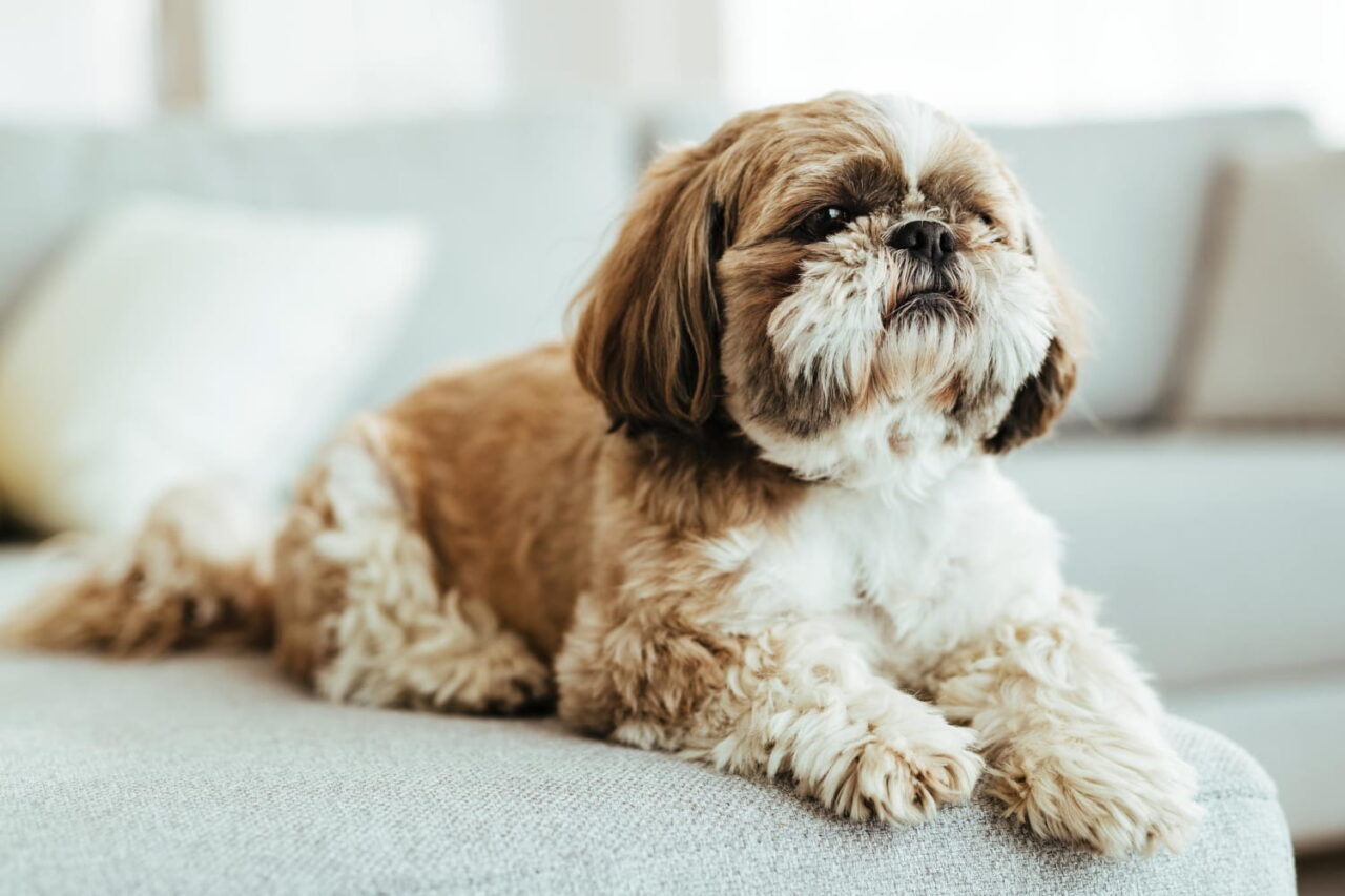 Filhote de Shih Tzu marrom e branco deitado no sofá cinza, com pelagem longa e ondulada, olhos grandes e expressão serena e adorável.