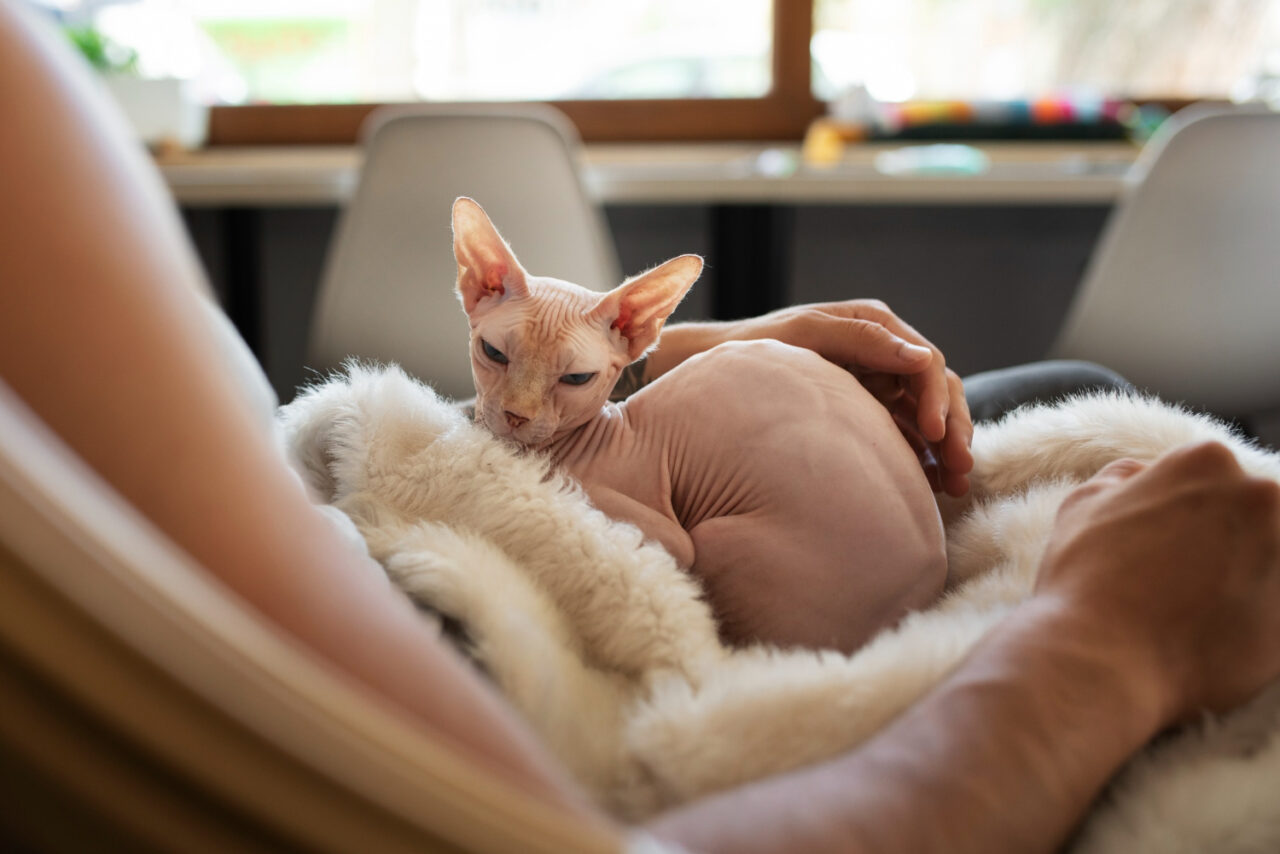 Filhote de gato Sphynx sem pelo descansando no colo de uma pessoa, envolto em uma manta macia.