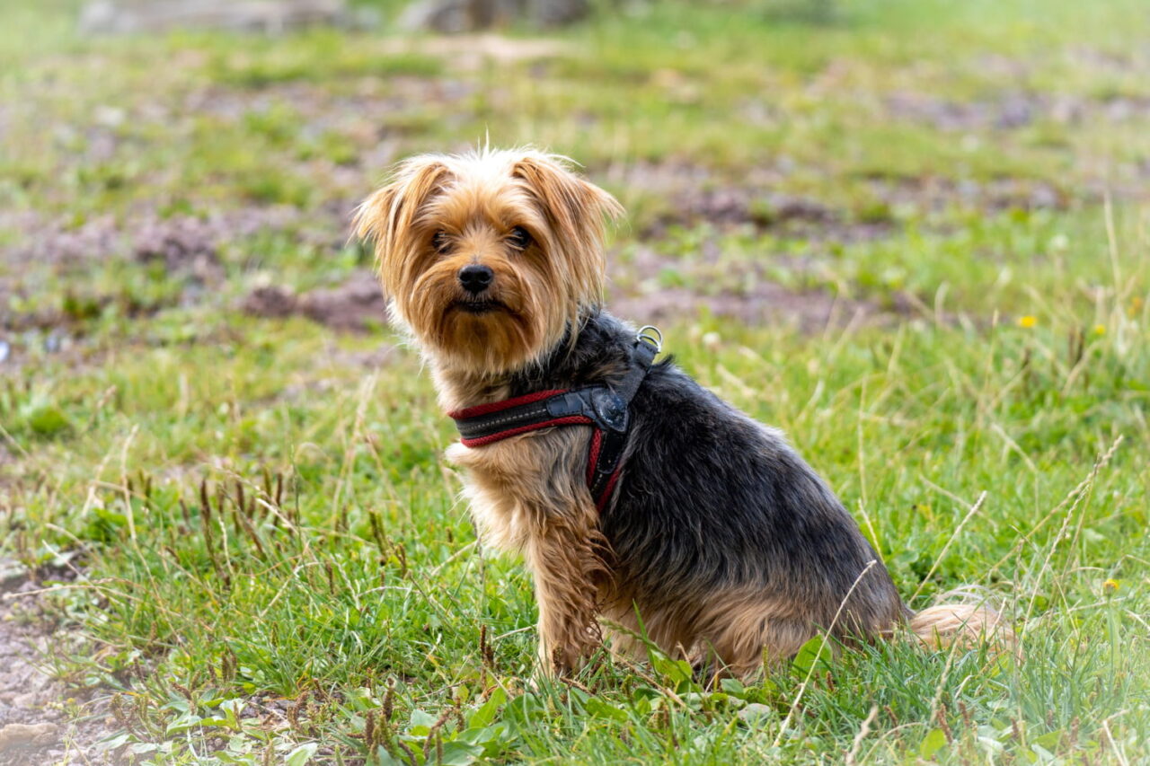 Yorkshire Terrier de pelagem longa e sedosa marrom e preta, usando peitoral preto com detalhes vermelhos, sentado calmamente em um gramado verde ao ar livre, olhando diretamente para a câmera com expressão atenta e fofa.