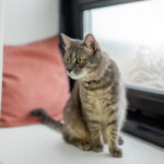 Gato cinza listrado com olhos verdes brilhantes sentado em um parapeito de janela, olhando para fora com expressão curiosa e calma, em um ambiente interno acolhedor com almofada rosa e vaso de flores secas ao lado