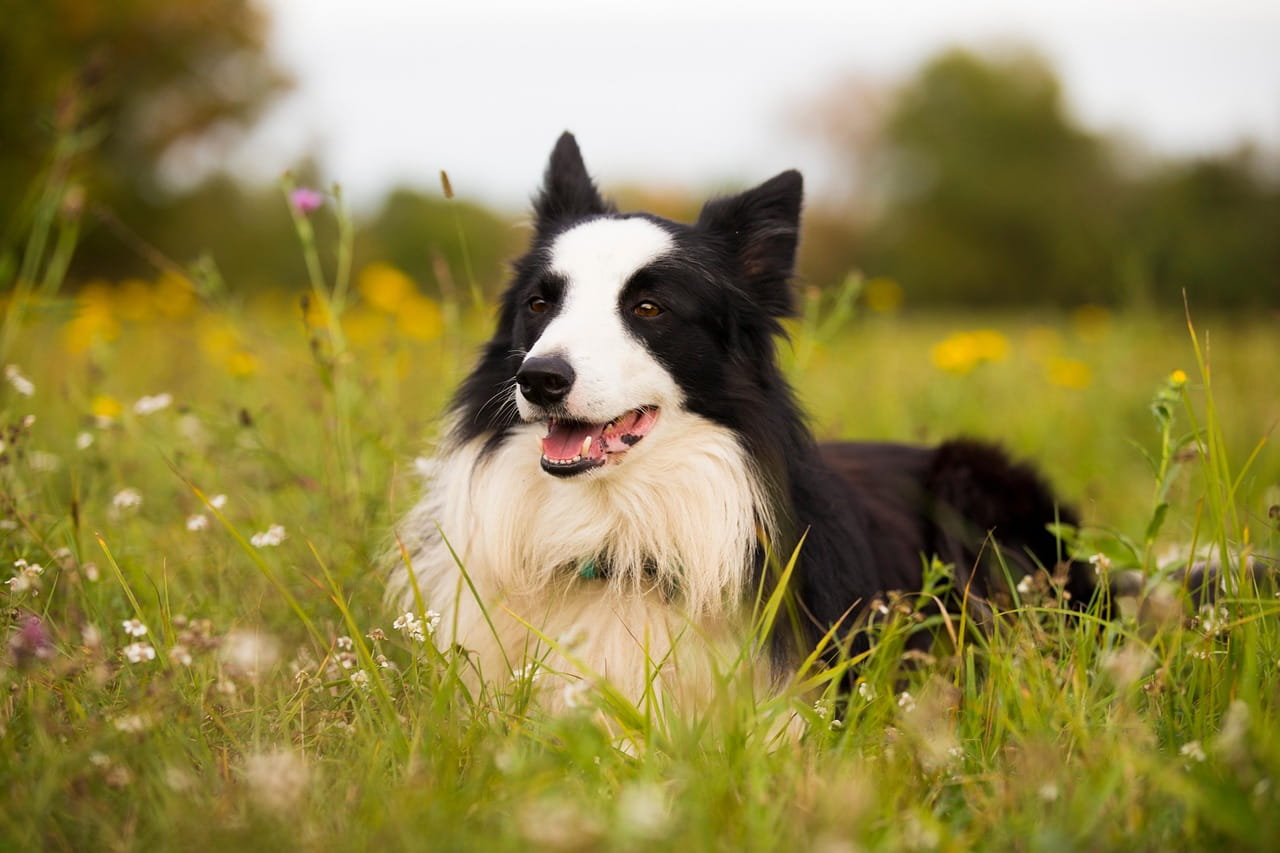 Foto em close de um cão Border Collie preto e branco, com pelagem longa, deitado relaxado em um campo de grama verde alta e flores amarelas do campo, olhando para o lado com a boca levemente aberta.