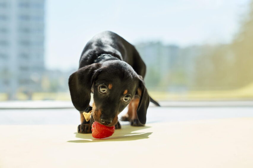 cachorro-dachshund-comendo-morango-853x569 Frutas que Cães Podem Comer: 10 Opções Seguras e 5 Proibidas