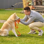 Homem agachado no quintal brincando com um Akita Inu filhote, segurando a guia laranja e sorrindo, ilustrando reforço positivo e vínculo durante o treinamento de necessidades no lugar certo.