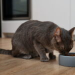 Gato recebendo dicas de adestramento para aceitar ração seca, com expressão curiosa ou incentivado por tutor, mostrando técnicas saudáveis para superar a recusa à comida seca.